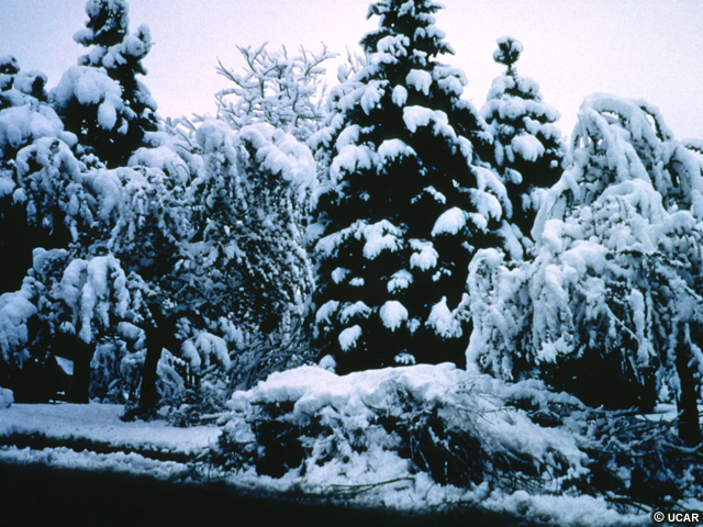 Wet, heavy snow accumulating on tree branches and bending them toward the ground.